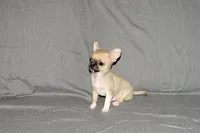 Parker- AKC Smoothcoat M, a male Chihuahua for sale in Abingdon, VA – 8 of 9