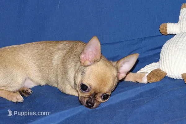 Posie-AKC Smoothcoat Female – Chihuahua puppy for sale in Abingdon, VA