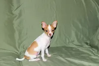 Wyatt- AKC Smoothcoat M, a male Chihuahua for sale in Abingdon, VA – 8 of 10
