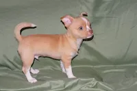 Berry-AKC Smoothcoat M, a male Chihuahua for sale in Abingdon, VA – 7 of 7