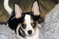 Connor- AKC smoothcoat, a male Chihuahua for sale in Abingdon, VA – 2 of 10