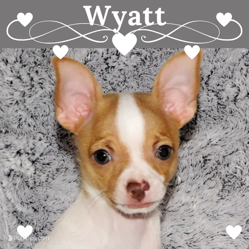 Wyatt- AKC Smoothcoat M – Chihuahua puppy for sale in Abingdon, VA