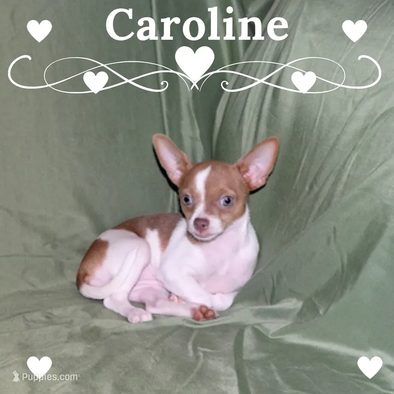Caroline- AKC Smoothcoat F – Chihuahua puppy for sale in Abingdon, VA