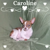 Caroline- AKC Smoothcoat F, a female Chihuahua for sale in Abingdon, VA – 1 of 8