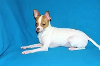 Wyatt- AKC Smoothcoat M, a male Chihuahua for sale in Abingdon, VA – 8 of 9