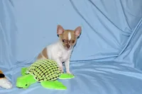 Devin- AKC smoothcoat Male, a male Chihuahua for sale in Abingdon, VA – 4 of 10