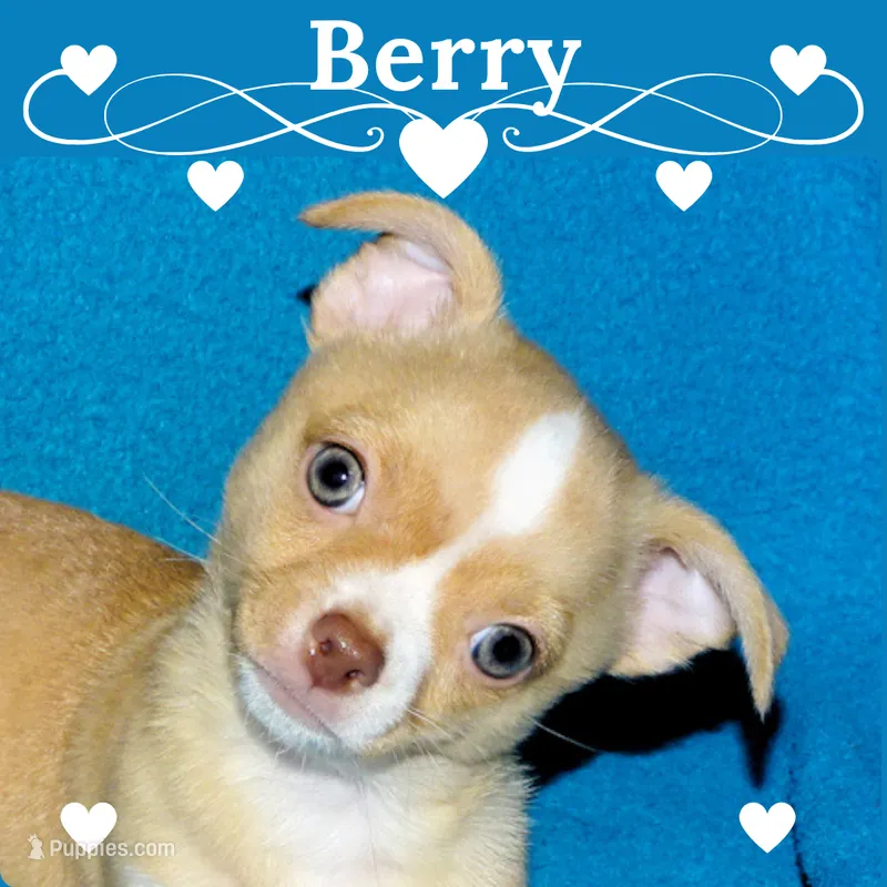 Berry-AKC Smoothcoat M – Chihuahua puppy for sale in Abingdon, VA