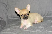 Parker- AKC Smoothcoat M, a male Chihuahua for sale in Abingdon, VA – 9 of 9