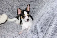 Connor- AKC smoothcoat, a male Chihuahua for sale in Abingdon, VA – 7 of 10