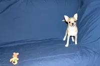 Lucky- AKC Smoothcoat Male, a male Chihuahua for sale in Abingdon, VA – 5 of 10