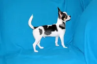 Connor- AKC smoothcoat, a male Chihuahua for sale in Abingdon, VA – 6 of 10