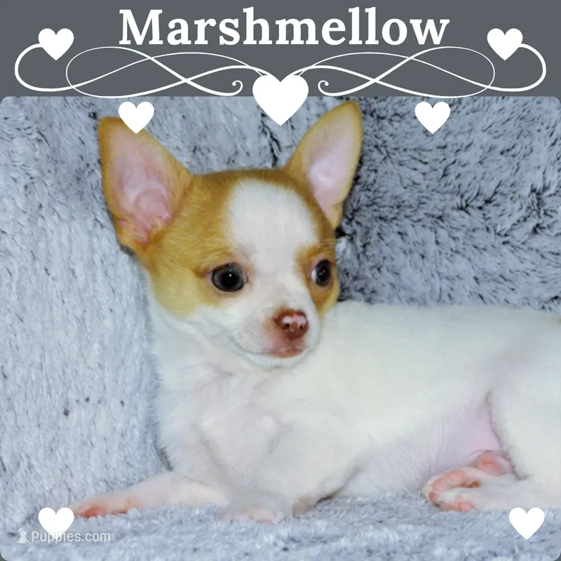 Marshmallow-AKC Smoothcoat M – Chihuahua puppy for sale in Abingdon, VA