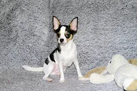Connor- AKC smoothcoat, a male Chihuahua for sale in Abingdon, VA – 10 of 10