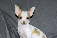 Ziggy-AKC Smoothcoat M, a male Chihuahua for sale in Abingdon, VA – 8 of 9