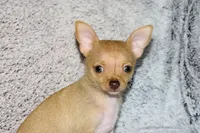 Willow-AKC (spoken for), a female Chihuahua for sale in Abingdon, VA – 9 of 9