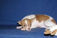Caroline- AKC Smoothcoat F, a female Chihuahua for sale in Abingdon, VA – 8 of 9