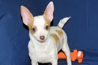 Ziggy-AKC Smoothcoat M, a male Chihuahua for sale in Abingdon, VA – 5 of 8