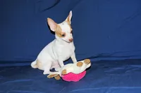 Ziggy-AKC Smoothcoat M, a male Chihuahua for sale in Abingdon, VA – 3 of 8