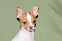 Wyatt- AKC Smoothcoat M, a male Chihuahua for sale in Abingdon, VA – 5 of 10