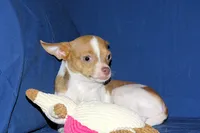 Caroline- AKC Smoothcoat F, a female Chihuahua for sale in Abingdon, VA – 5 of 9