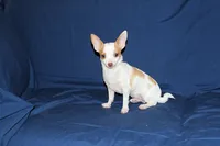 Ziggy-AKC Smoothcoat M, a male Chihuahua for sale in Abingdon, VA – 4 of 8