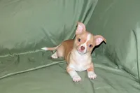 Berry-AKC Smoothcoat M, a male Chihuahua for sale in Abingdon, VA – 3 of 7