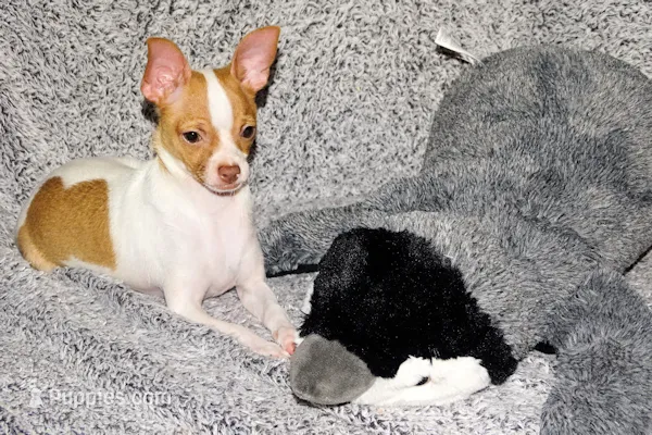 Wyatt- AKC Smoothcoat M – Chihuahua puppy for sale in Abingdon, VA