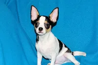 Connor- AKC smoothcoat, a male Chihuahua for sale in Abingdon, VA – 7 of 10