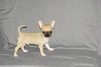 Parker- AKC Smoothcoat M, a male Chihuahua for sale in Abingdon, VA – 6 of 9