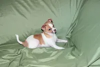 Wilbur-AKC Smoothcoat M, a male Chihuahua for sale in Abingdon, VA – 3 of 10