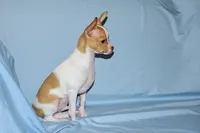 Wyatt- AKC Smoothcoat M, a male Chihuahua for sale in Abingdon, VA – 8 of 9