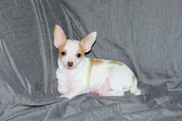 Ziggy-AKC Smoothcoat M, a male Chihuahua for sale in Abingdon, VA – 7 of 9