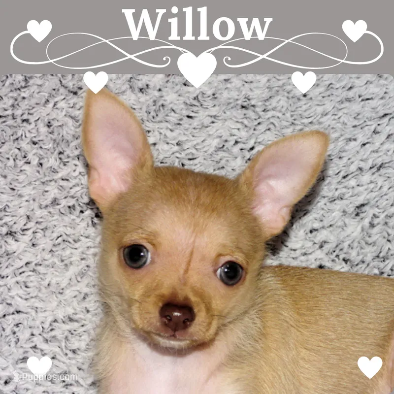Willow-AKC (spoken for) – Chihuahua puppy on hold in Abingdon, VA