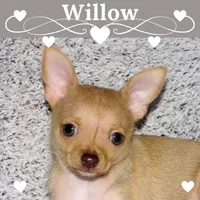 Willow-AKC (spoken for), a female Chihuahua for sale in Abingdon, VA – 1 of 9