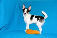 Connor- AKC smoothcoat, a male Chihuahua for sale in Abingdon, VA – 10 of 10