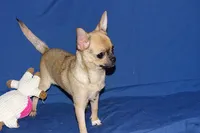 Posie-AKC Smoothcoat Female, a female Chihuahua for sale in Abingdon, VA – 8 of 10