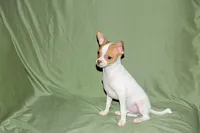 Wyatt- AKC Smoothcoat M, a male Chihuahua for sale in Abingdon, VA – 7 of 10