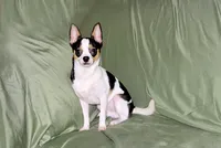 Connor- AKC smoothcoat, a male Chihuahua for sale in Abingdon, VA – 6 of 10