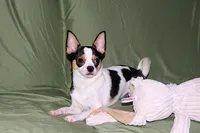 Connor- AKC smoothcoat, a male Chihuahua for sale in Abingdon, VA – 7 of 10