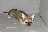 Posie-AKC Smoothcoat Female, a female Chihuahua for sale in Abingdon, VA – 8 of 9
