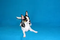 Connor- AKC smoothcoat, a male Chihuahua for sale in Abingdon, VA – 8 of 10