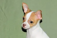 Wyatt- AKC Smoothcoat M, a male Chihuahua for sale in Abingdon, VA – 3 of 10