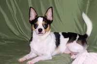 Connor- AKC smoothcoat, a male Chihuahua for sale in Abingdon, VA – 2 of 10