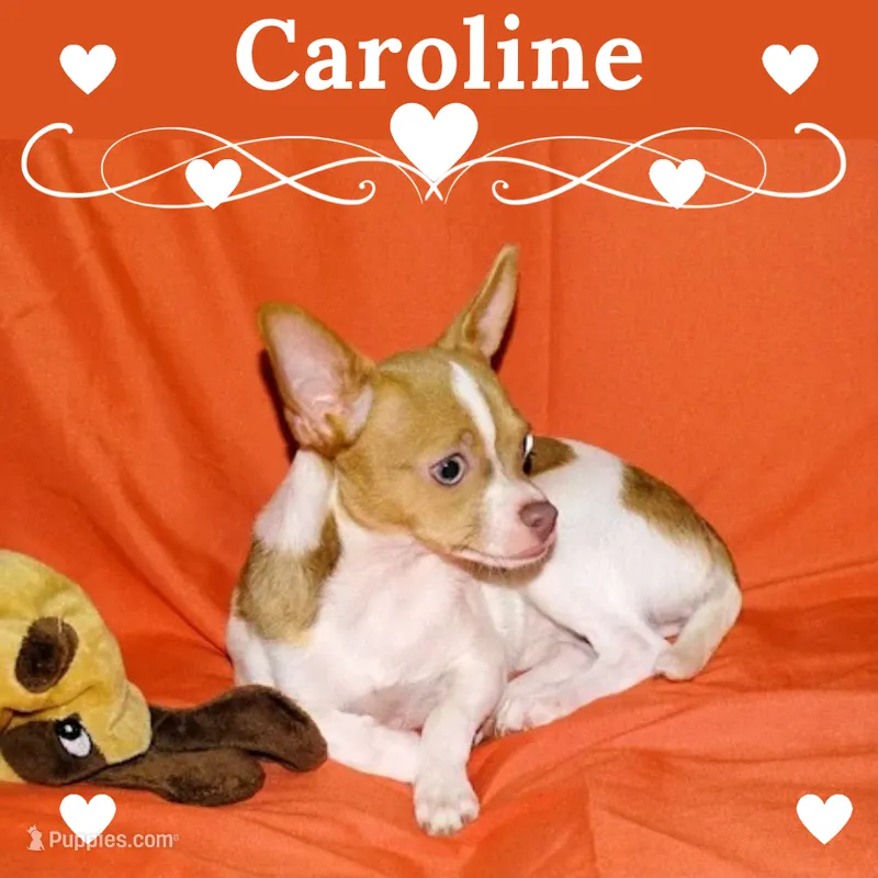 Caroline- AKC Smoothcoat F – Chihuahua puppy for sale in Abingdon, VA