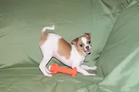Wilbur-AKC Smoothcoat M, a male Chihuahua for sale in Abingdon, VA – 6 of 10