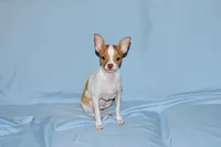 Wyatt- AKC Smoothcoat M, a male Chihuahua for sale in Abingdon, VA – 4 of 9