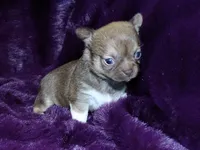 Ruby- Chocolate Sabled Fawn Smoothcoat Female, a female Chihuahua for sale in Abingdon, VA – 2 of 7