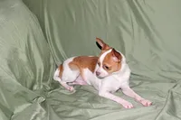 Wyatt- AKC Smoothcoat M, a male Chihuahua for sale in Abingdon, VA – 3 of 10