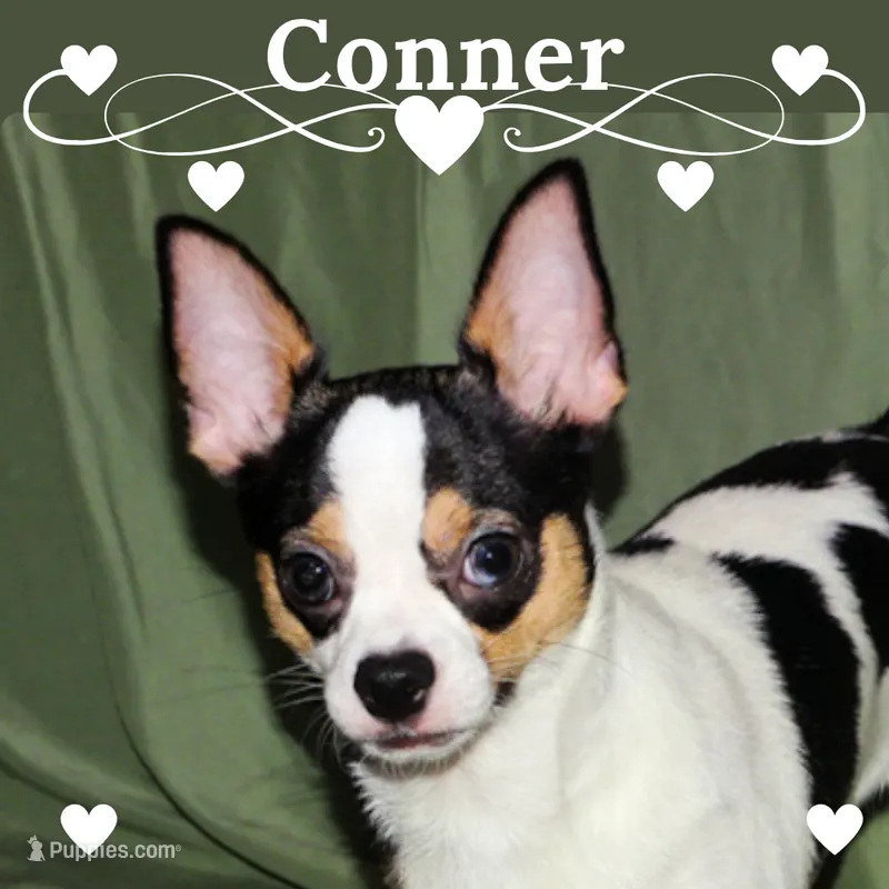 Connor- AKC smoothcoat – Chihuahua puppy for sale in Abingdon, VA