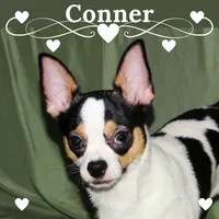 Connor- AKC smoothcoat, a male Chihuahua for sale in Abingdon, VA – 1 of 10